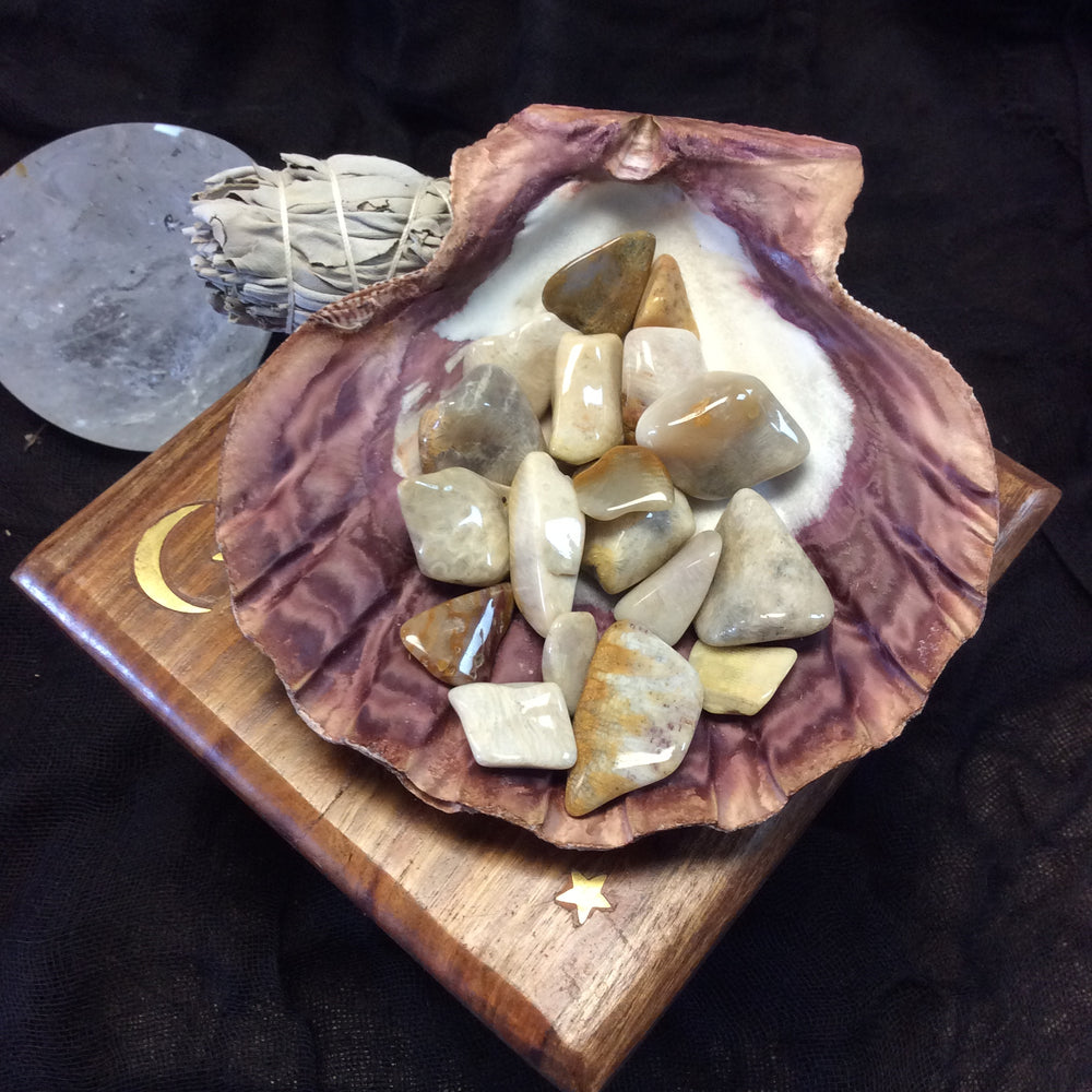 Fossilized Coral - Goddess I AM